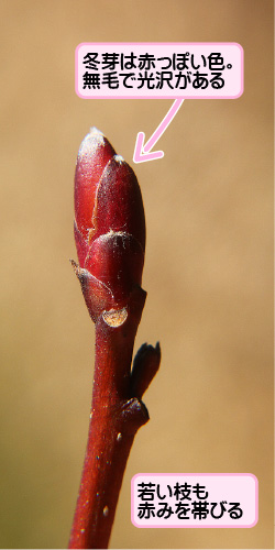 ミズキの画像その3。冬芽は赤っぽい色。無毛で光沢がある。若い枝も赤みを帯びる。