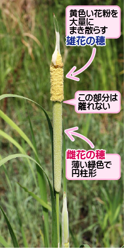 ガマの画像その2。雄花の穂。黄色い花粉を大量にまき散らす。この部分は離れない。雌花の穂。薄い緑色で円柱形。