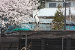 満開のさくらとひかる