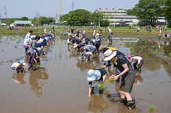 田植え写真