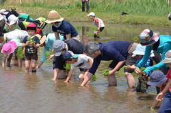 田植えの写真