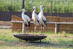 放鳥されたコウノトリ