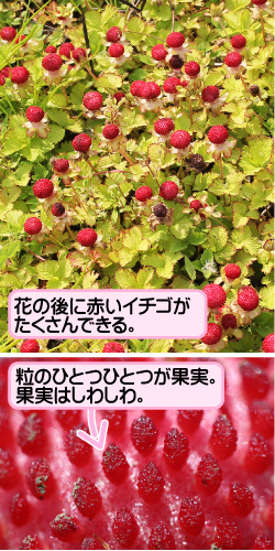 ヘビイチゴの画像その2。花の後に赤いイチゴがたくさんできる。粒のひとつひとつが果実。果実はしわしわ。