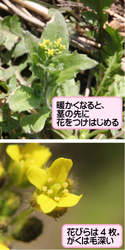 イヌナズナの画像その1。暖かくなると、茎の先に花をつけはじめる。花びらは4枚。がくは毛深い。