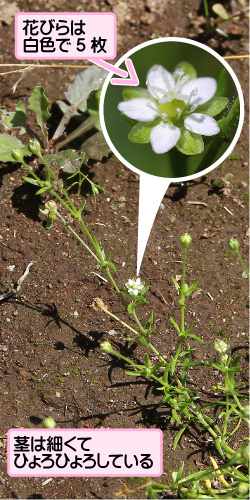 ツメクサの画像その1。花びらは白色で5枚。茎は細くてひょろひょろしている。