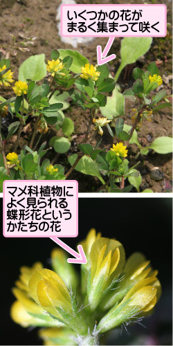 コメツブツメクサの画像その1。いくつかの花がまるく集まって咲く。マメ科植物によく見られる蝶形花というかたちの花。