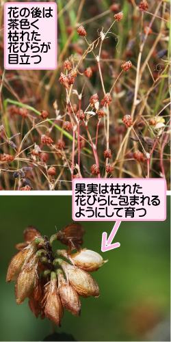 コメツブツメクサの画像その2。花の後は茶色く枯れた花びらが目立つ。果実は枯れた花びらに包まれるようにして育つ。