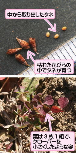 コメツブツメクサの画像その3。中から取り出したタネ。枯れた花びらの中でタネが育つ。葉は3枚1組で、クローバーを小さくしたような姿。