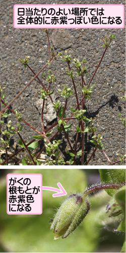 イヌコハコベの画像その2。日当たりのよい場所では全体的に赤紫っぽい色になる。がくの根もとが赤紫色になる。