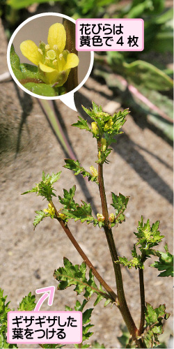 コイヌガラシの画像その1。花びらは黄色で4枚。ギザギザした葉をつける。