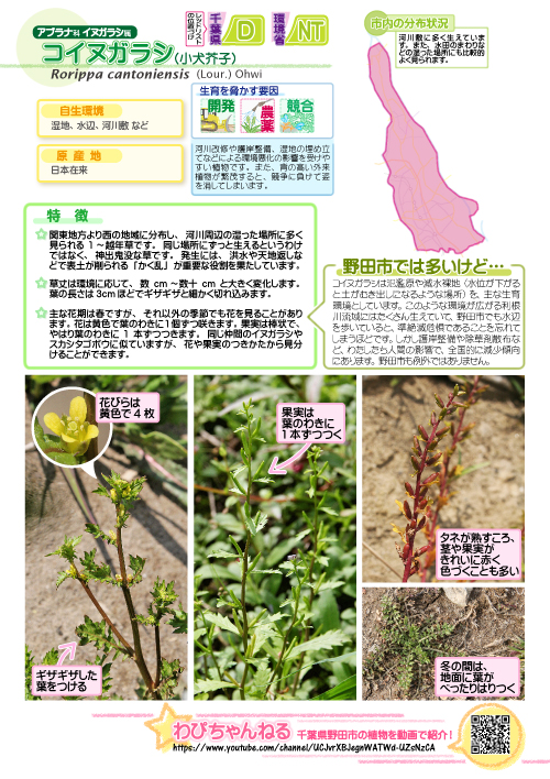 コイヌガラシの図鑑