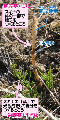 スギナの画像その1。胞子茎(つくし)。スギナの体の一部で胞子をつくるところ。胞子嚢穂。はかま。栄養茎(すぎな)。スギナの「葉」で光合成をして養分をつくるところ。