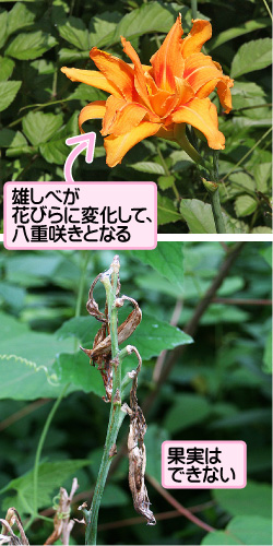 ヤブカンゾウの画像その2。雄しべが花びらに変化して、八重咲きとなる。果実はできない。