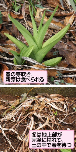 ヤブカンゾウの画像その3。春の芽吹き。新芽は食べられる。冬は地上部が完全に枯れて、土の中で春を待つ。