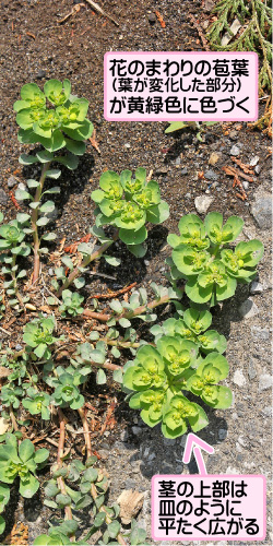 トウダイグサの画像その1。花のまわりの苞葉（葉が変化した部分）が黄緑色に色づく。茎の上部は皿のように平たく広がる。