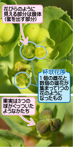 トウダイグサの画像その2。花びらのように見える部分は腺体（蜜を出す部分）。杯状花序。1個の雌花と数個の雄花が集まって1つの花のようになったもの。果実は3つの球がくっついたようなかたち。