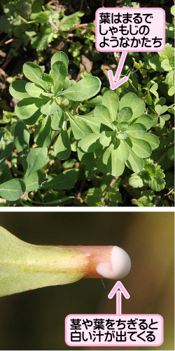 トウダイグサの画像その3。葉はまるでしゃもじのようなかたち。茎や葉をちぎると白い汁が出てくる。