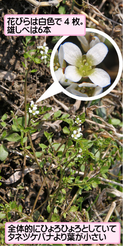 コタネツケバナの画像その1。花びらは白色で4枚。雄しべは6本。全体的にひょろひょろとしていてタネツケバナより葉が小さい。