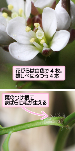ミチタネツケバナの画像その2。花びらは白色で4枚。雄しべはふつう4本。葉のつけ根にまばらに毛が生える。