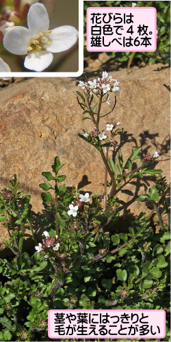 タネツケバナの画像その1。花びらは白色で4枚。雄しべは6本。茎や葉にはっきりと毛が生えることが多い。
