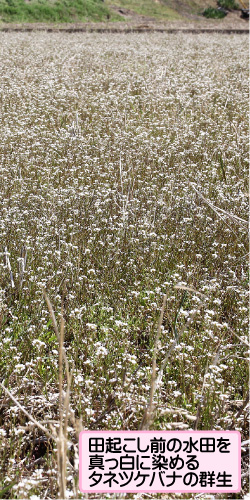 タネツケバナの画像その3。田起こし前の水田を真っ白に染めるタネツケバナの群生。