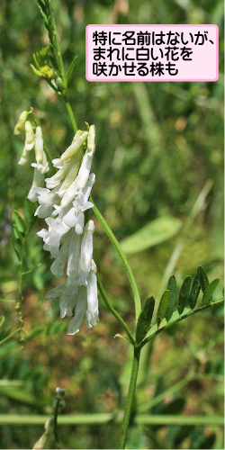 ナヨクサフジの画像その3。特に名前はないが、まれに白い花を咲かせる株も。