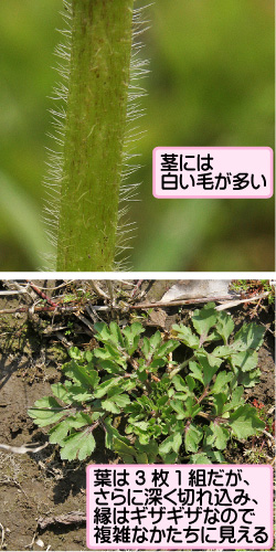 ケキツネノボタンの画像その3。茎には白い毛が多い。葉は3枚1組だが、さらに深く切れ込み、縁はギザギザなので複雑なかたちに見える。