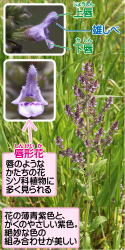 ミゾコウジュの画像その1。唇のようなかたちの花。シソ科植物に多く見られる。花の薄青紫色と、がくのやさしい紫色。絶妙な色の組み合わせが美しい。