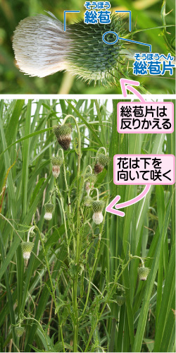 シロバナタカアザミの画像その1。総苞片は反りかえる。花は下を向いて咲く。