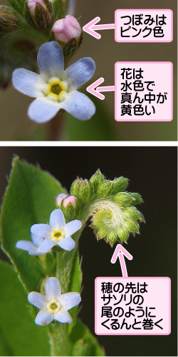 キュウリグサの画像その2。つぼみはピンク色。花は水色で真ん中が黄色い。穂の先はサソリの尾のようにくるんと巻く。