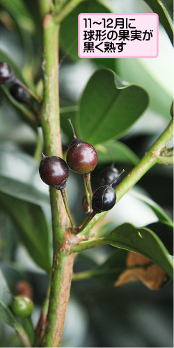 サカキの画像その2。11月から12月に球形の果実が黒く熟す。