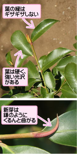 サカキの画像その3。葉の縁はギザギザしない。葉は硬く、強い光沢がある。新芽は鎌のようにくるんと曲がる。