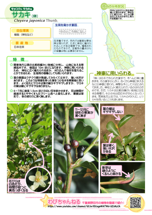 サカキ 榊 モッコク科 サカキ属 野田市ホームページ