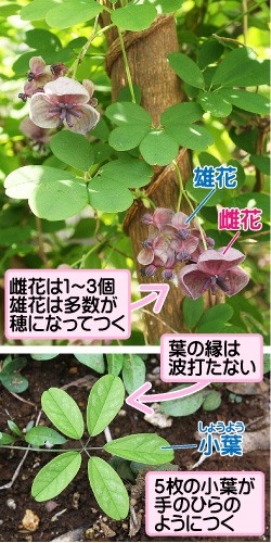 アケビの画像その1。雌花は1個から3個、雄花は多数が穂になってつく。葉の縁は波打たない。5枚の小葉が手のひらのようにつく。