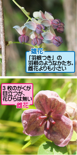 アケビの画像その2。雄花は「羽根つき」の羽根のようなかたち。雌花よりも小さい。雌花は3枚のがくが目立つが、花びらは無い。