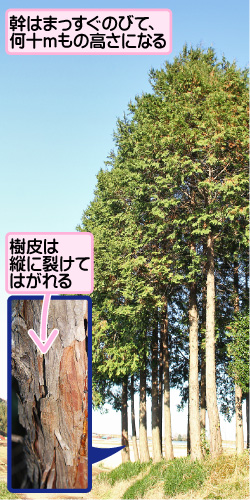 ヒノキの画像その1。幹はまっすぐのびて、何十メートルもの高さになる。樹皮は縦に裂けてはがれる。