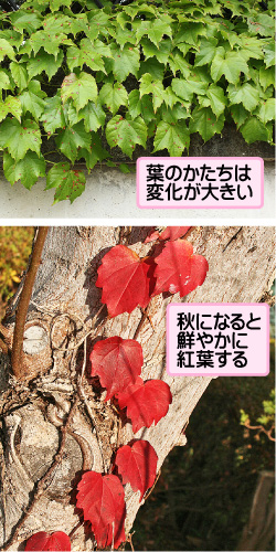 ツタの画像その1。葉のかたちは変化が大きい。秋になると鮮やかに紅葉する。