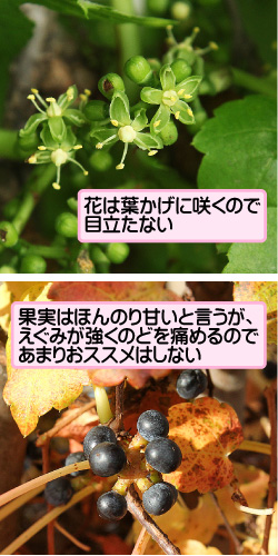 ツタの画像その2。花は葉かげに咲くので目立たない。果実はほんのり甘いと言うが、えぐみが強くのどを痛めるのであまりおススメはしない。