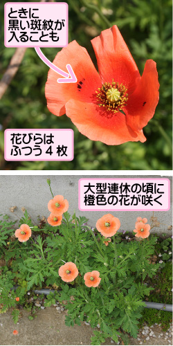 ナガミヒナゲシの画像その1。ときに黒い斑紋が入ることも。花びらはふつう4枚。大型連休の頃に橙色の花が咲く。