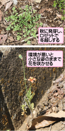 ナガミヒナゲシの画像その3。秋に発芽し、ロゼットで冬越しする。環境が悪いと小さな姿のままで花を咲かせる。