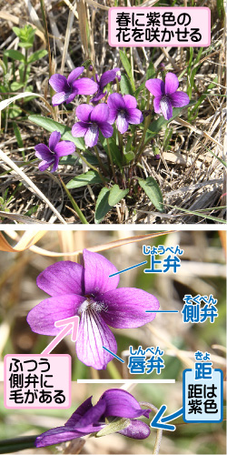 スミレの画像その1。春に紫色の花を咲かせる。ふつう側弁に毛がある。距は紫色。