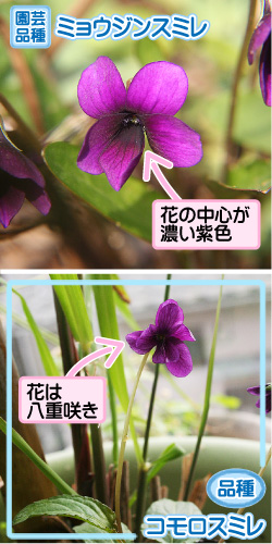 スミレの画像その3。園芸品種・ミョウジンスミレ。花の中心が濃い紫色。品種・コモロスミレ。花は八重咲き。