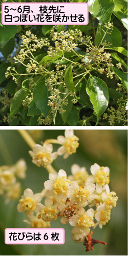 クスノキの画像その1。5月から6月、枝先に白っぽい花を咲かせる。花びらは6枚。