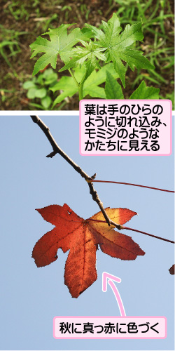 モミジバフウの画像その1。葉は手のひらのように切れ込み、モミジのようなかたちに見える。秋に真っ赤に色づく。