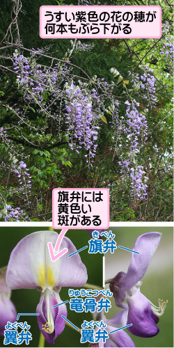 フジの画像その1。うすい紫色の花の穂が何本もぶら下がる。旗弁には黄色い斑がある。