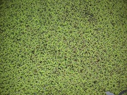 アゾラクリスタータの画像1