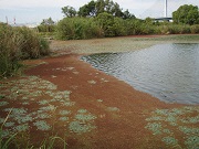 アゾラクリスタータの画像2