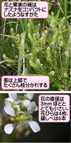 マメグンバイナズナの画像その1。花と果実の穂はナズナをコンパクトにしたようなすがた。茎は上部でたくさん枝分かれする。花の直径は3ミリメートルほどととても小さい。花びらは4枚、雄しべは6本。