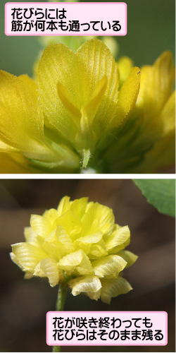 クスダマツメクサの画像その2。花びらには筋が何本も通っている。花が咲き終わっても花びらはそのまま残る。