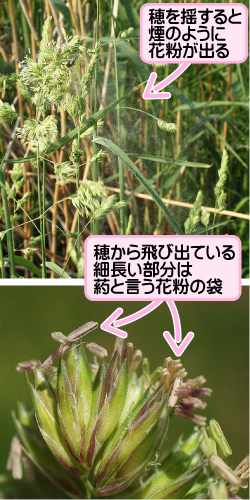 カモガヤの画像その2。穂を揺すると煙のように花粉が出る。穂から飛び出ている細長い部分は葯と言う花粉の袋。